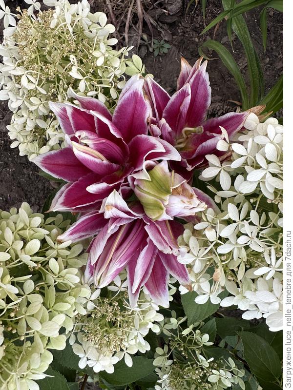 Сохнут края лепестков в полном роспуске и бутонах