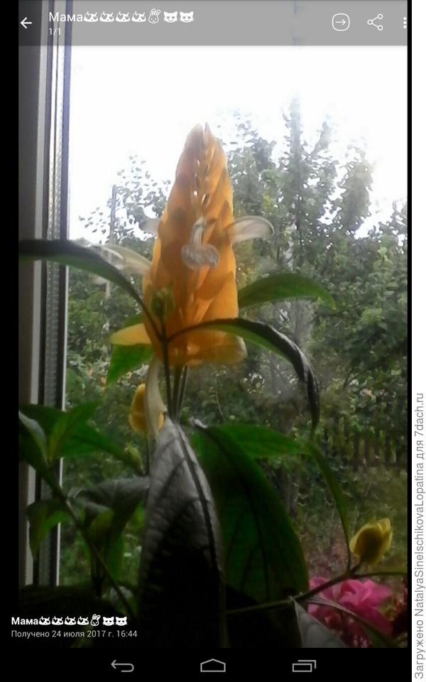 Подскажите,пожалуйста, что за цветочек. Заранее спасибо.