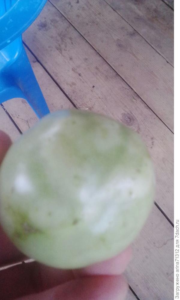 еще странные уколаные томаты?Это стрик,вирус?1-2 на детерминантном сорте