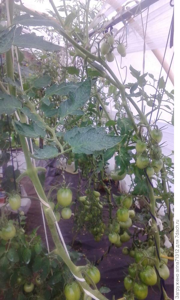 Соль или бордосская???обрезала почти все листья