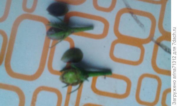 черный 1 см плодики