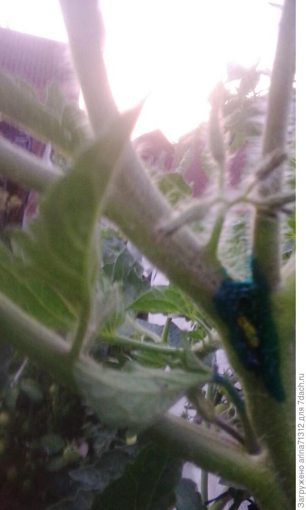 мой томат с дыркой