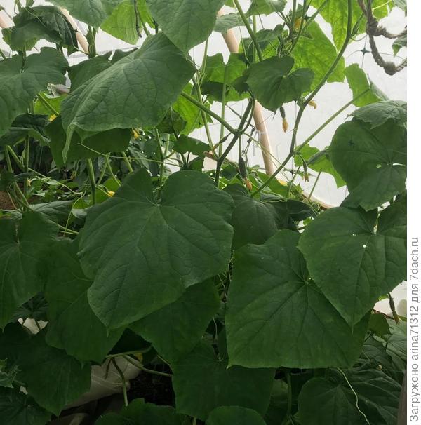 листья с неравномерным окрашиванием на огурцах