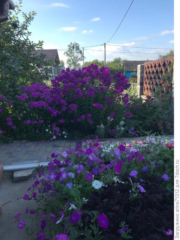 флоксы и справа плетистая роза с мучнистой росой