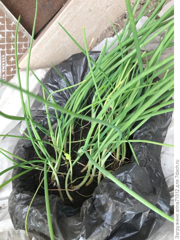 26 мая рассада перед высадкой