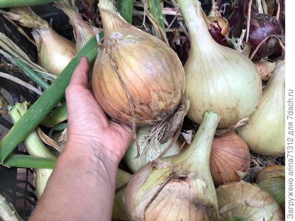 луковички 20 августа