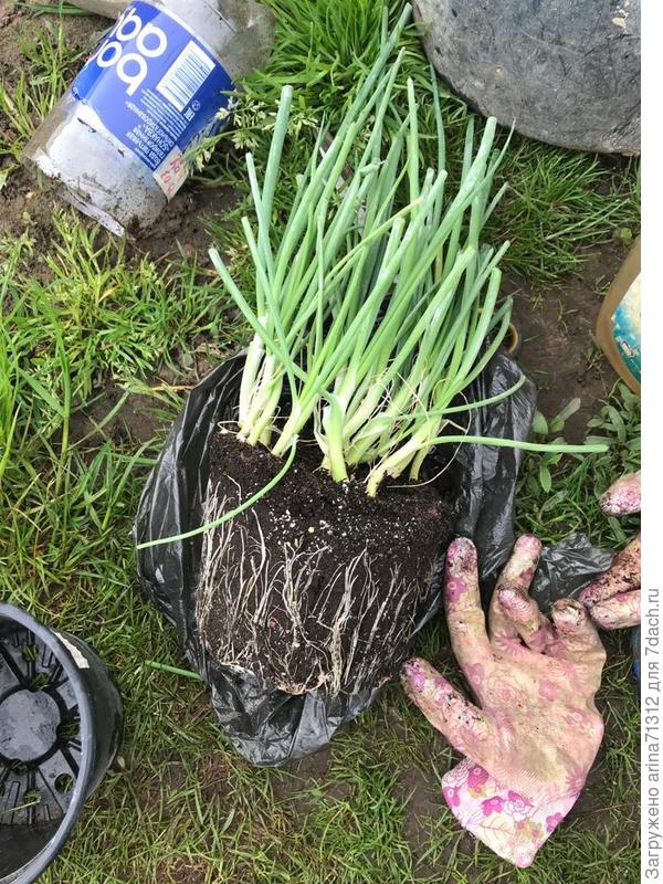 вот такой обрезанный посадила уже 26 мая