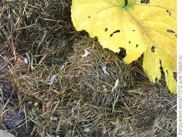 слизни на утро