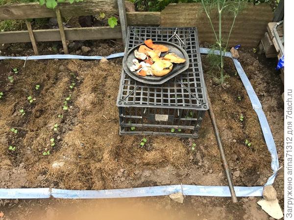 слизнеед на скотче(дайкон с редькой посадила - едят заразы)