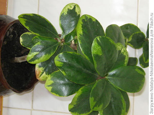 название этого цветка?