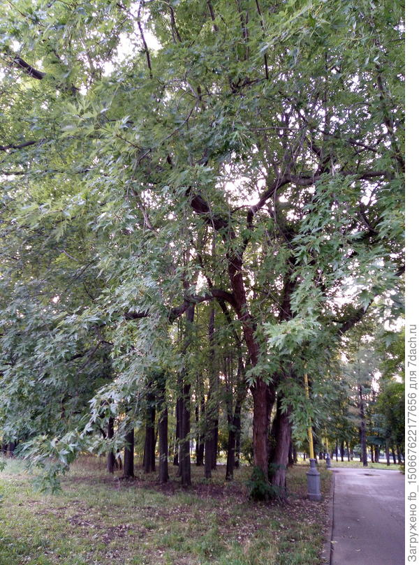 Клен