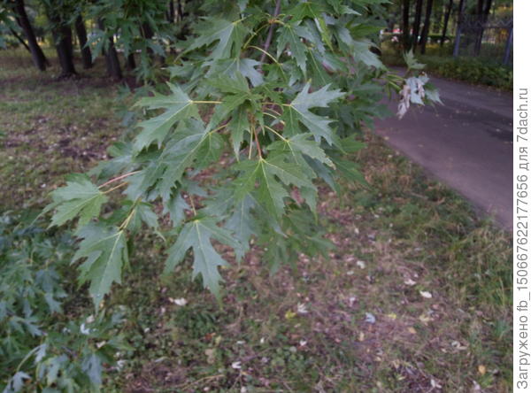 Клен