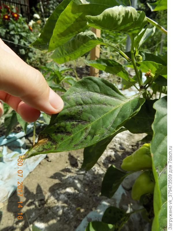 на всех кустиках одновременно появилось