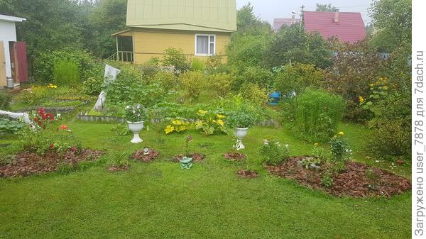 клематисы, лилейники, где лягушка сидела, это всё можно, конечно перенести... еще посмотрим, перезимовали ли...