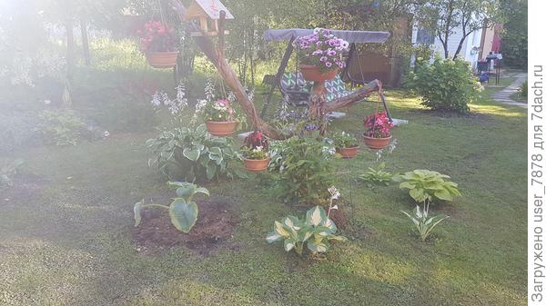 вот кружок из расзных хост сделали вокруг старой каряги (бывшей яблони) от старой хозяйки