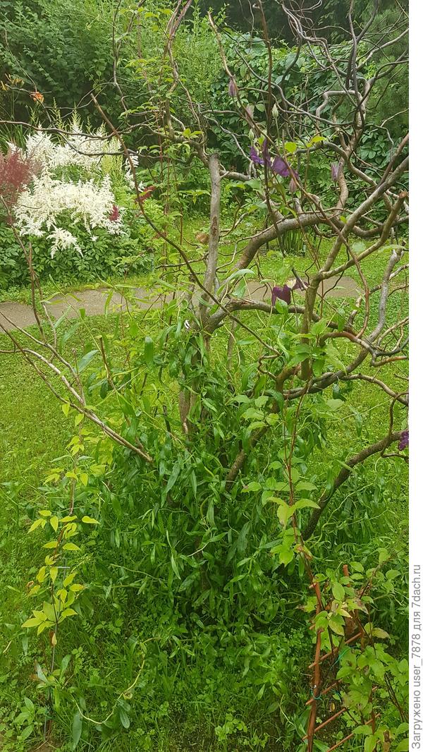 вот у входа за зиму прошлую пострадала ива, мне очень нравятся кудрявые веточки, хоть они и почернели и не ожили (новые полезли от корня к середине лета), мы с мамой посадили 3 разных клематиса, вот хочу в этом году посмотреть на эту икебану)) а то прошлым летом вообще с погодой не повезло и всё не очень-то цвело...