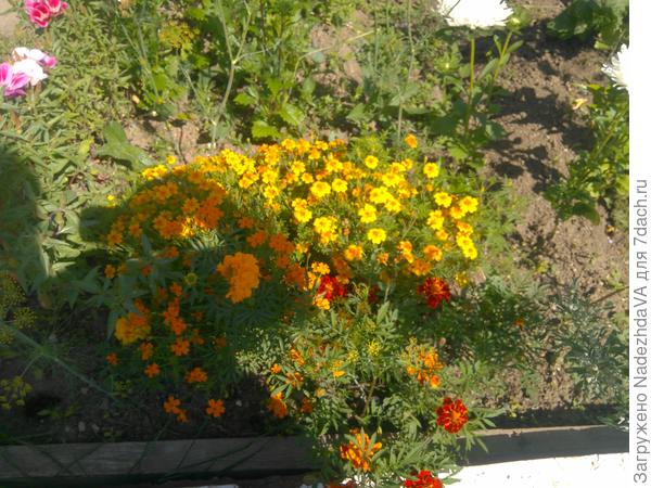 Бархацы-рябинки