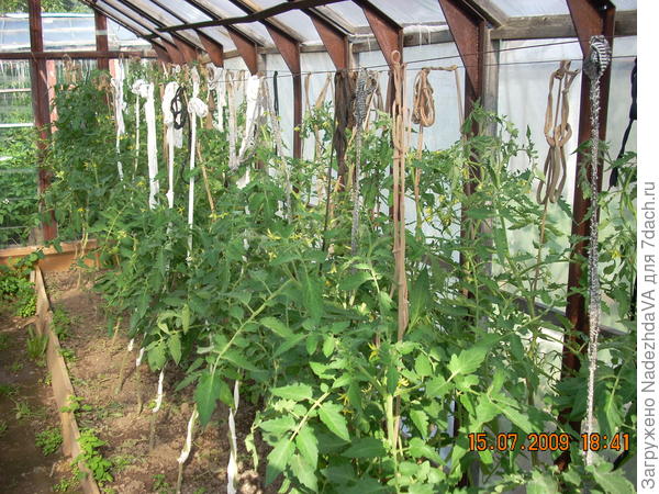 Мои помидорки в старых теплицах, эх зря я их заменила на карбонат)))