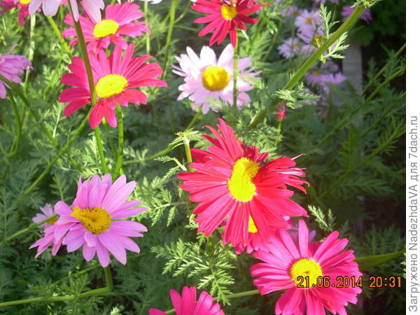 Перетрумы из семян