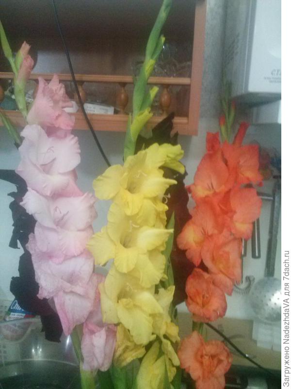 Гладиолусы в срезке