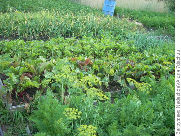 грядочки, фото из первого сада, эх ностальгия)