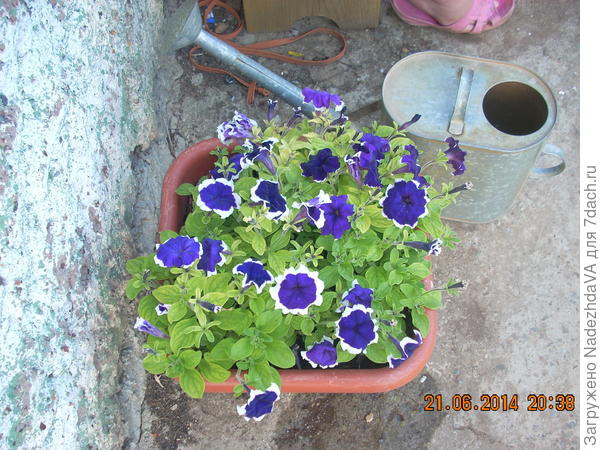 Еще петунии