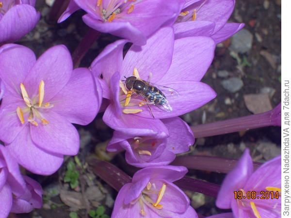 Безвременник и пчёлка