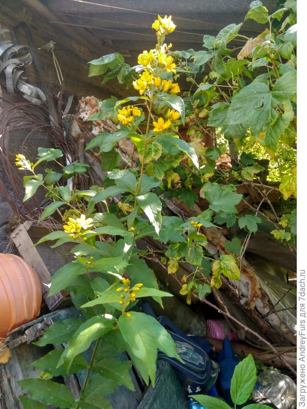 Подскажите что за растение