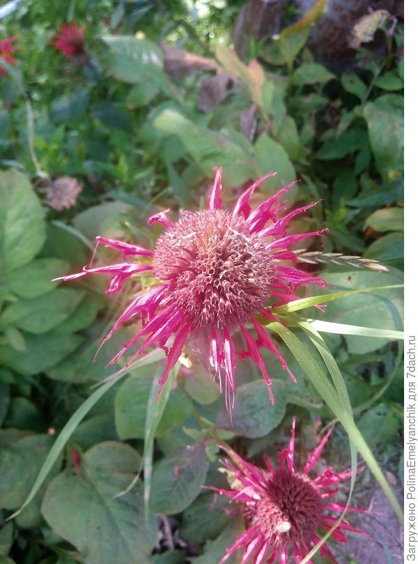 Монарда почти отцвела.