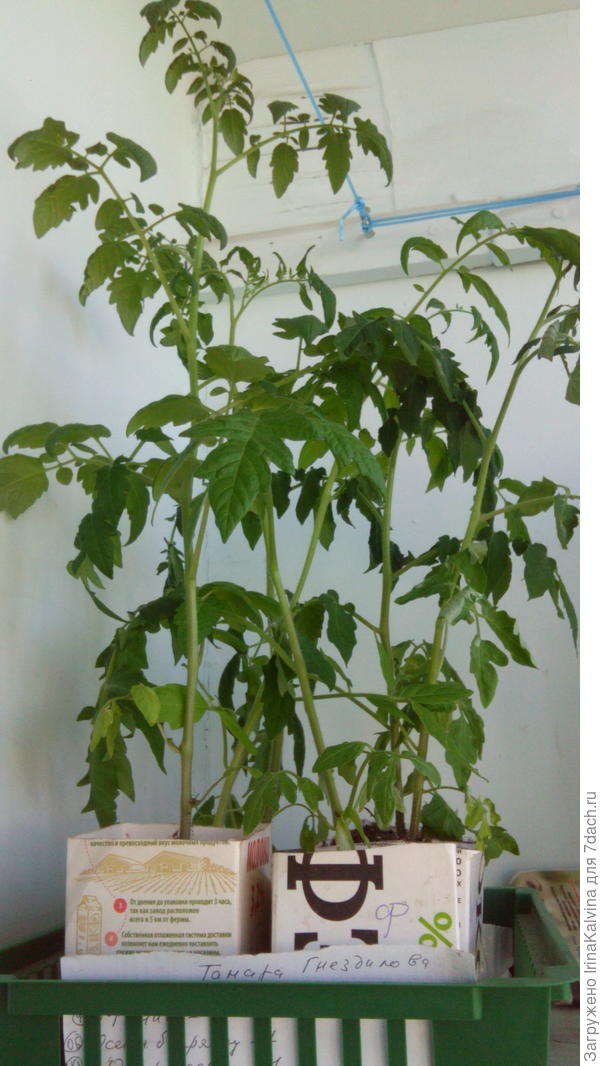 а это фото, просто чтобы не подумали "вот заморила рассаду и удивляется" уход был одинаковый, но т.н "астраханцы" не выросли