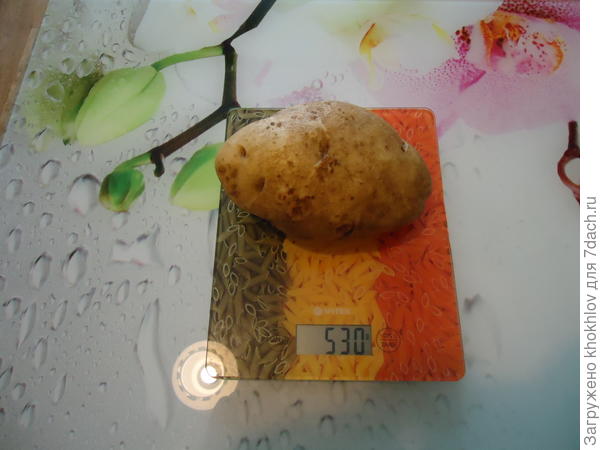 наша картошечка!