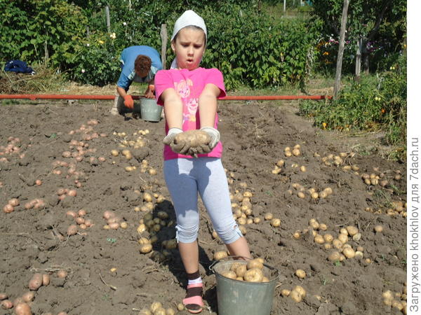 вот такой урожай картофеля мы собираем!