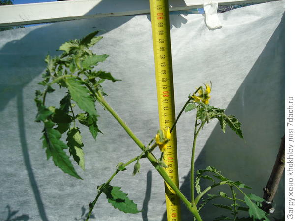 Индеты выращиваем впервые.Меня удивляет их быстрый рост.Куст инков вырос уже до размера 86 см.Форма растения оригинальная.Возможно это сортовая особенность.