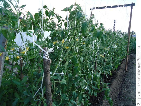 Впервые, выращивая высокорослые томаты, столкнулись с дополнительными хлопотами - пришлось сооружать такую конструкцию, типа шпалеры. Конкурсанты выросли уже до 110 см, оставил по три стебля. Растут в два ряда.