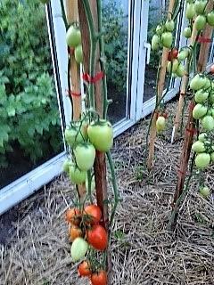 Король засолки