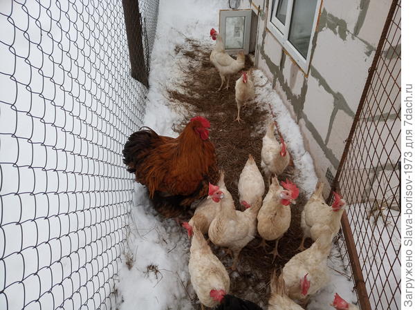 Петух и несушки.