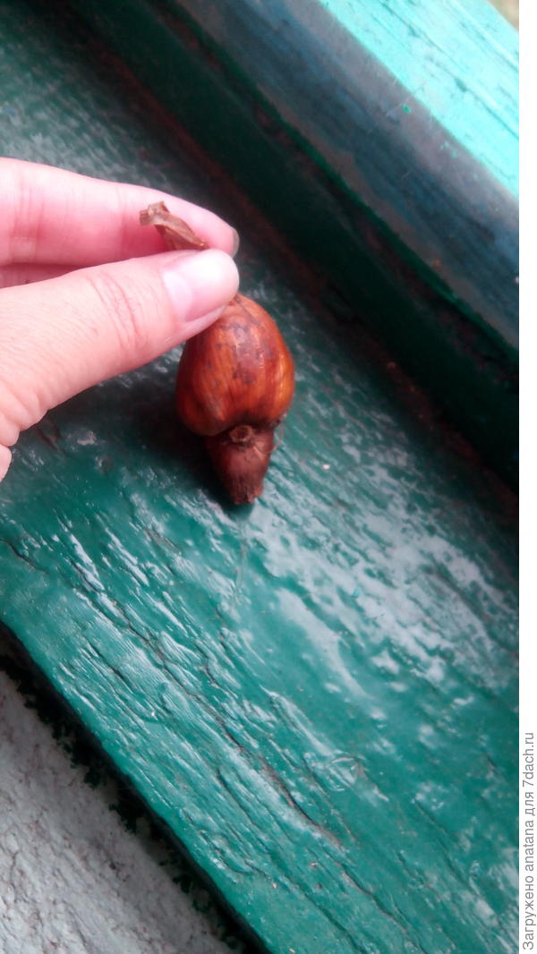 Подскажите пожалуйста, что за цветок вырастет из этой луковицы? Случайно выкопала на клумбе у всех луковиц есть &amp;quot;шипик&amp;quot;.