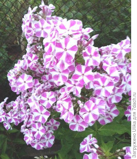 флокс Наташа