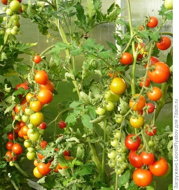 Томаты на теплой грядке с поливом и опрыскиванием ЭМ-препаратом Восток ЭМ-1.