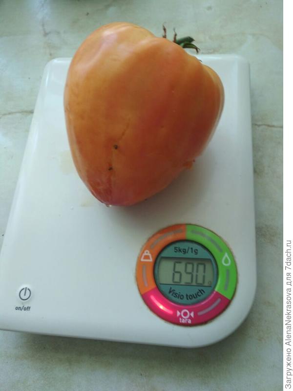 Масса помидора