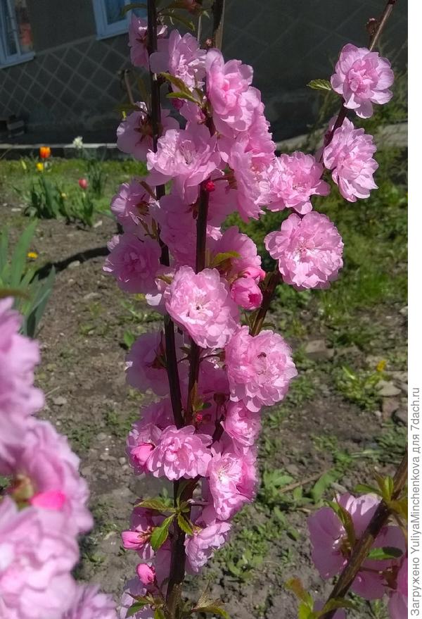 Так цвел миндаль.