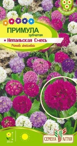 Примула мелкозубчатая