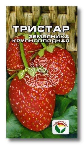 Земляника "Тристар"
