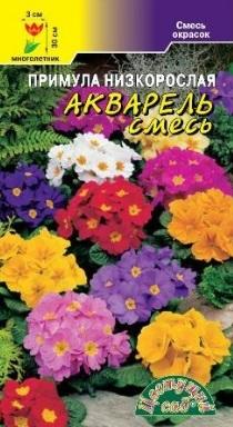 Примула "Акварель"