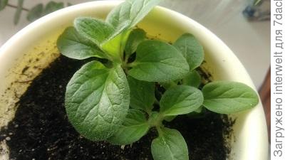 Кальцеолярию нужно срочно пикировать