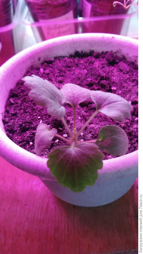 С резным листочком