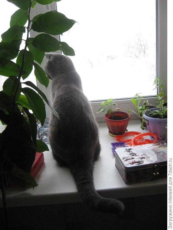 кошка
