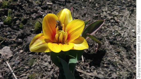 Солнечный тюльпанчик