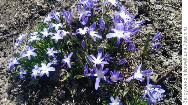 Хионодоксы