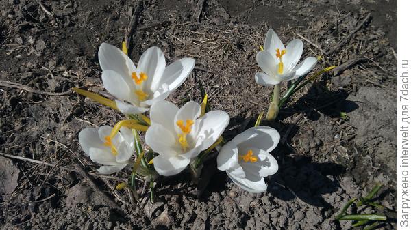 Крокусы